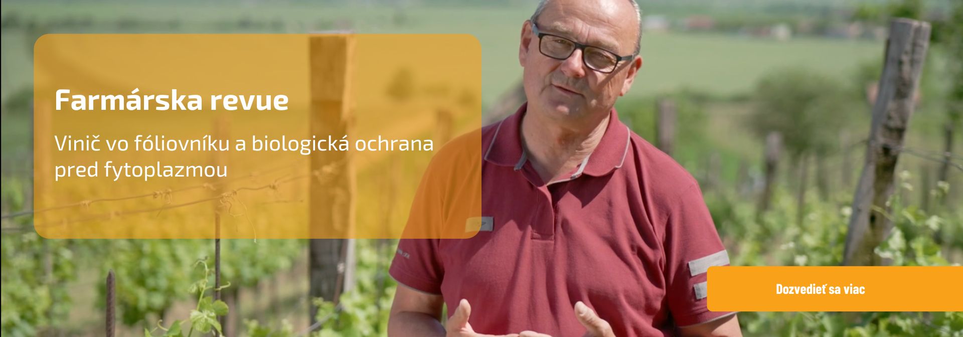 Farmárske revue: Vinič vo fóliovníku a biologická ochrana pred fytoplazmou