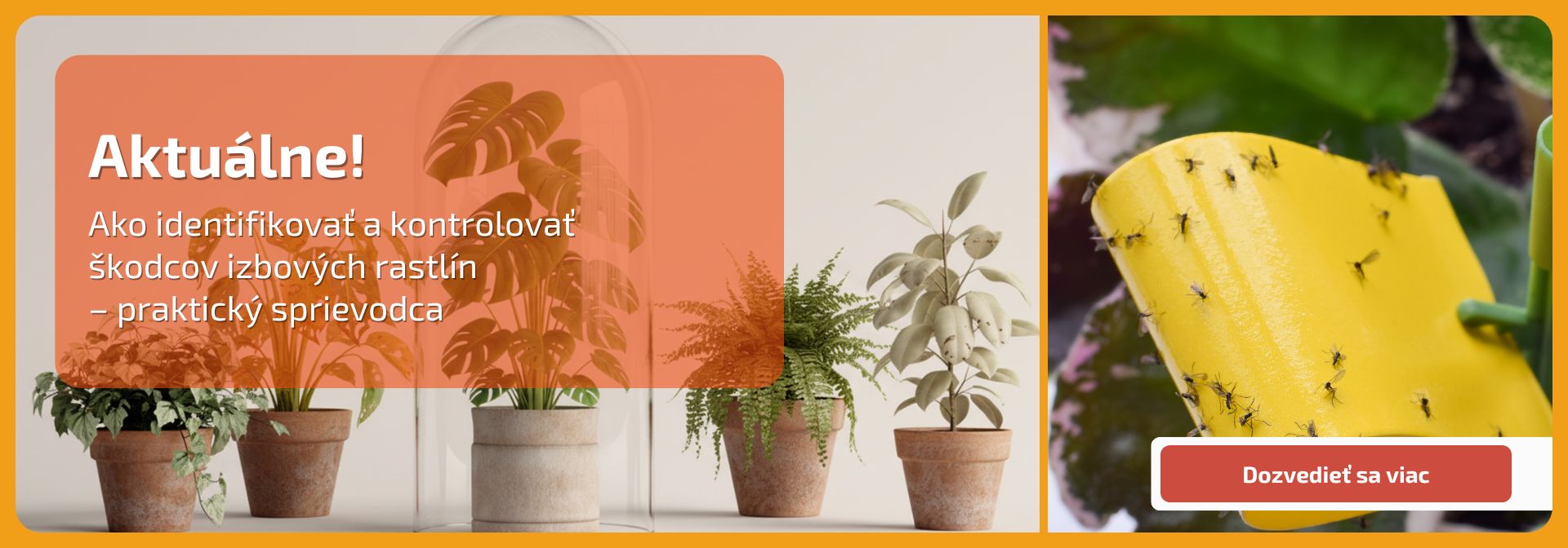 Ako identifikovať a kontrolovať škodcov izbových rastlín – praktický sprievodca