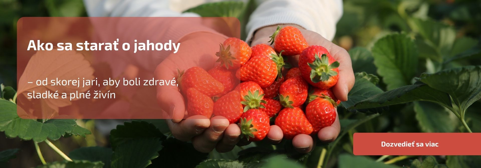 Ako sa starať o jahody od skorej jari, aby boli zdravé, sladké a plné živín