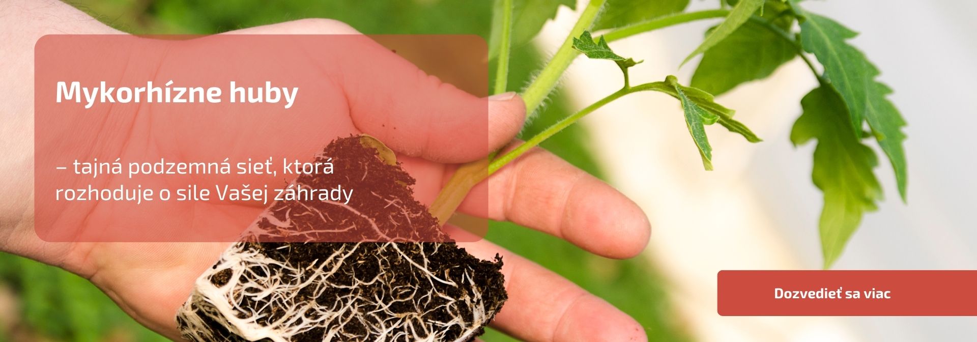 Mykorhízne huby – tajná podzemná sieť, ktorá rozhoduje o sile Vašej záhrady