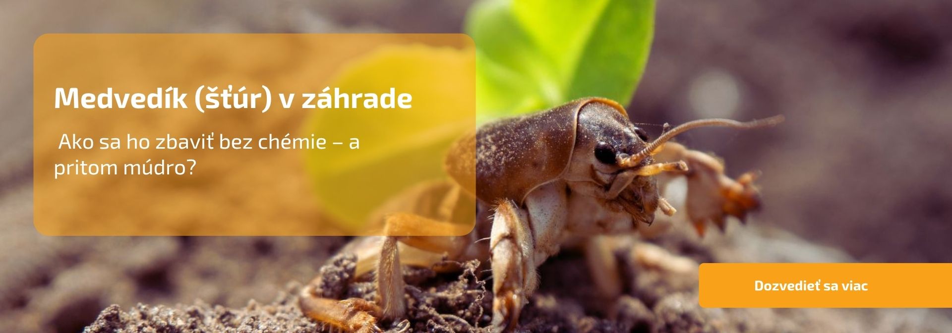 Medvedík (šťúr) v záhrade: ako sa ho zbaviť bez chémie – a pritom múdro