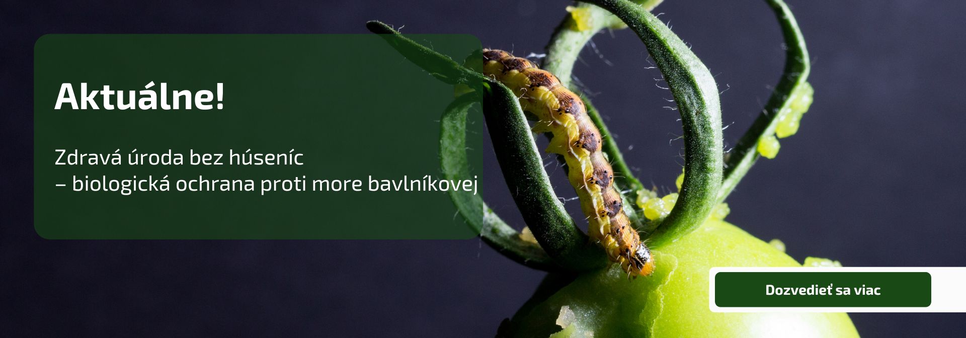 Zdravá úroda bez húseníc – biologická ochrana proti more bavlníkovej