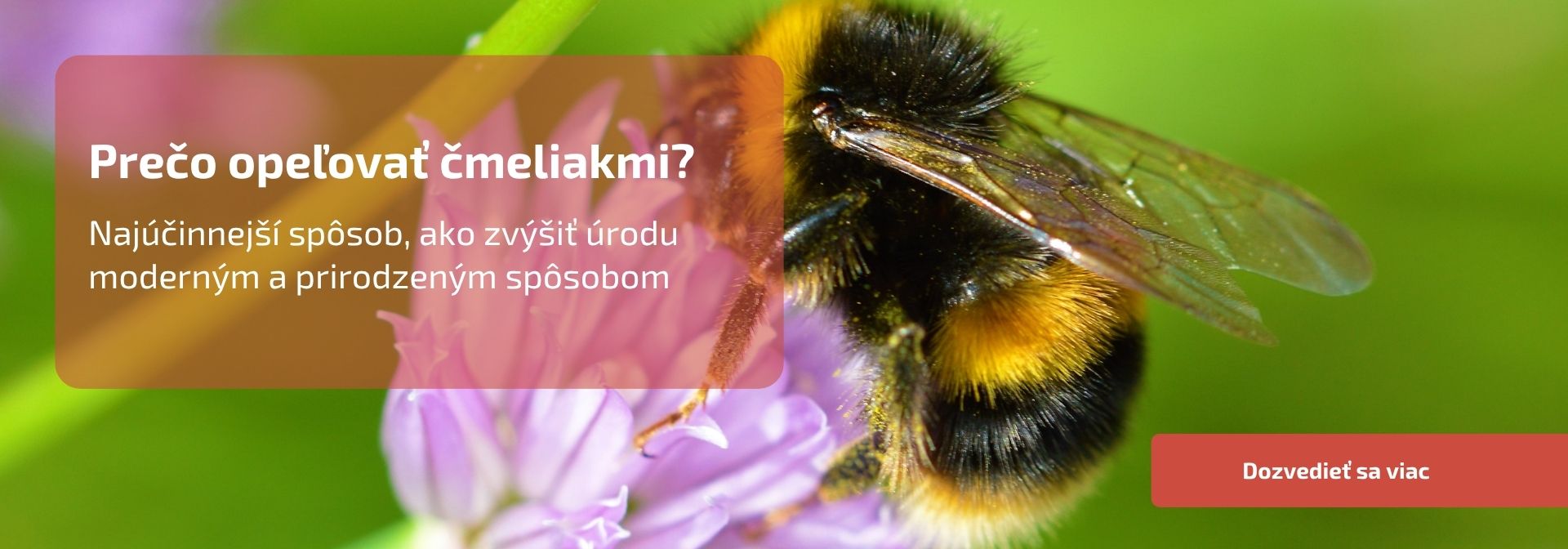Prečo opeľovať čmeliakmi?