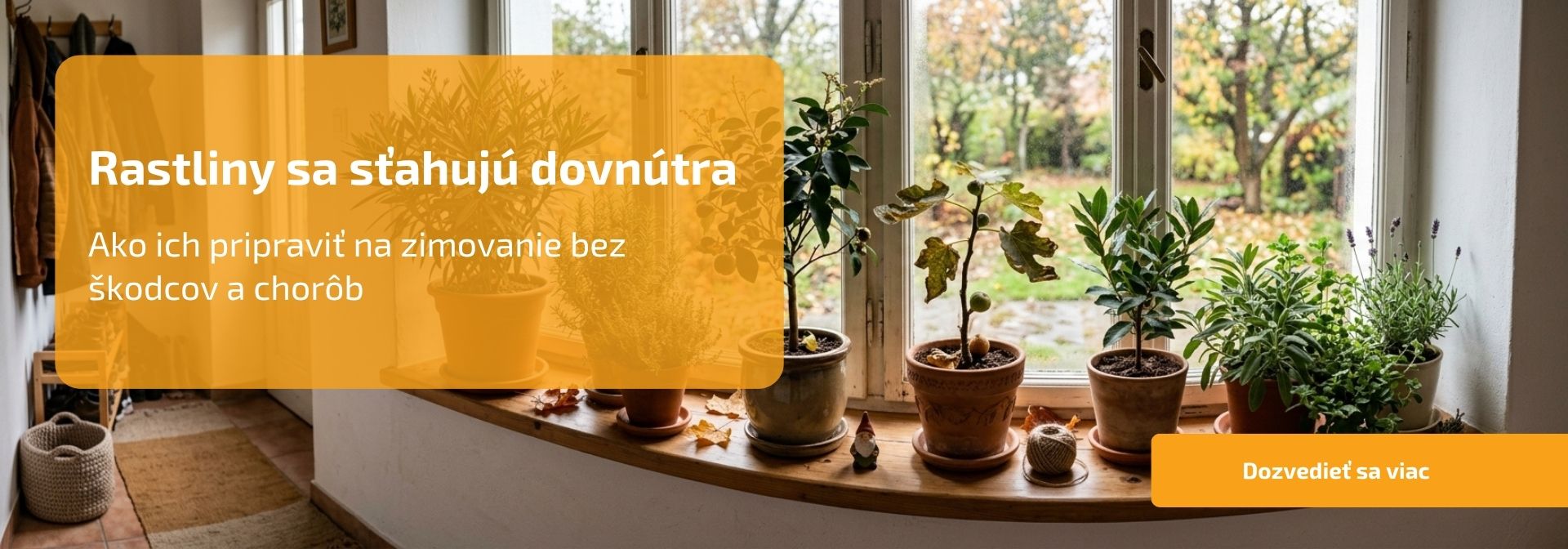 Ako sa starať o rastliny počas zimovania: Menej vody, viac svetla a správna teplota