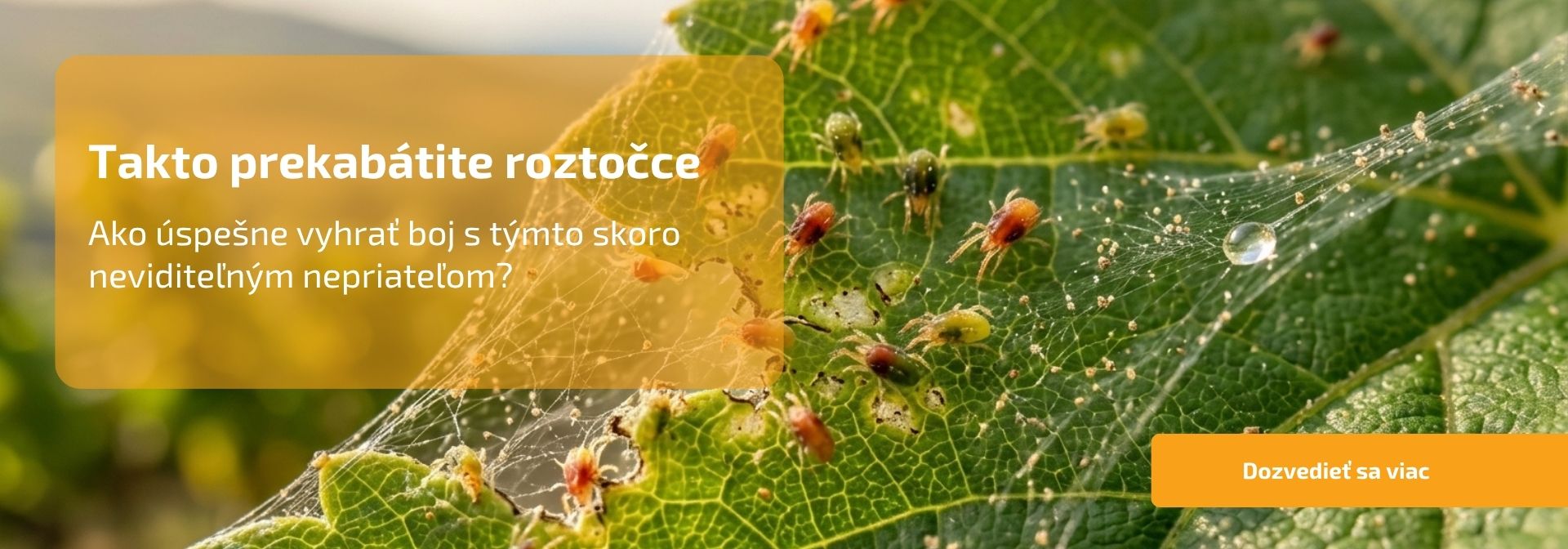 Takto prekabátite roztočce: Ako úspešne vyhrať boj s týmto skoro neviditeľným nepriateľom?