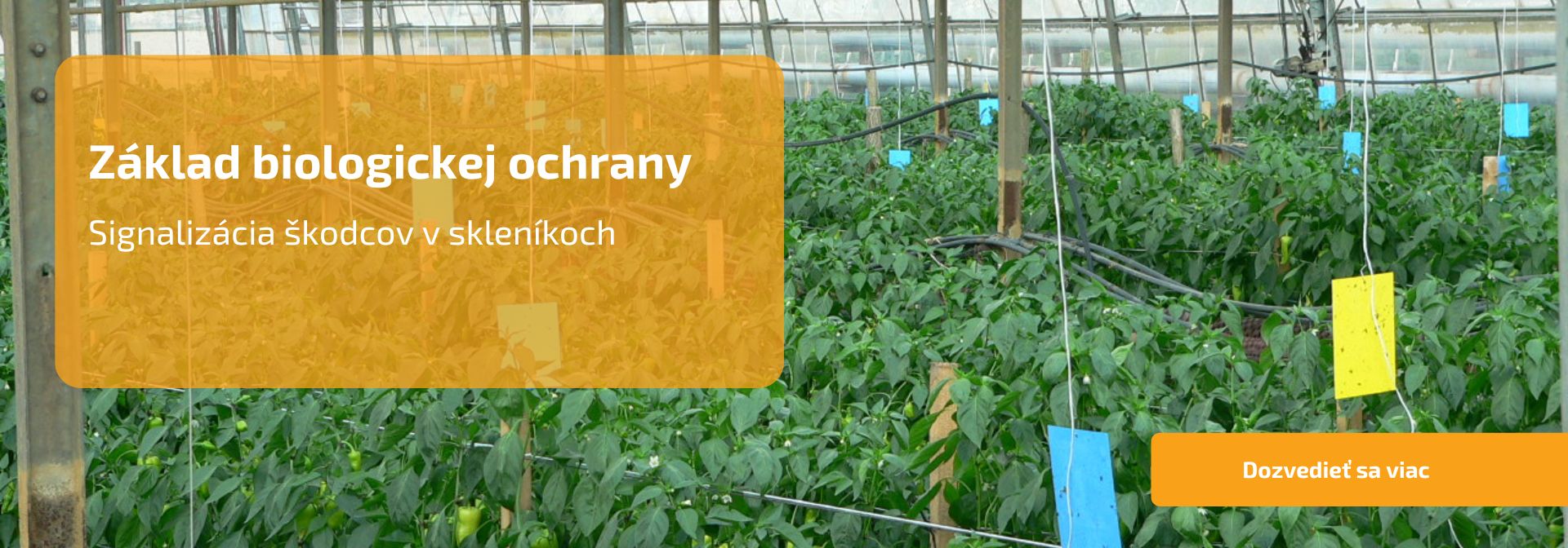 Základ biologickej ochrany: signalizácia škodcov v skleníkoch