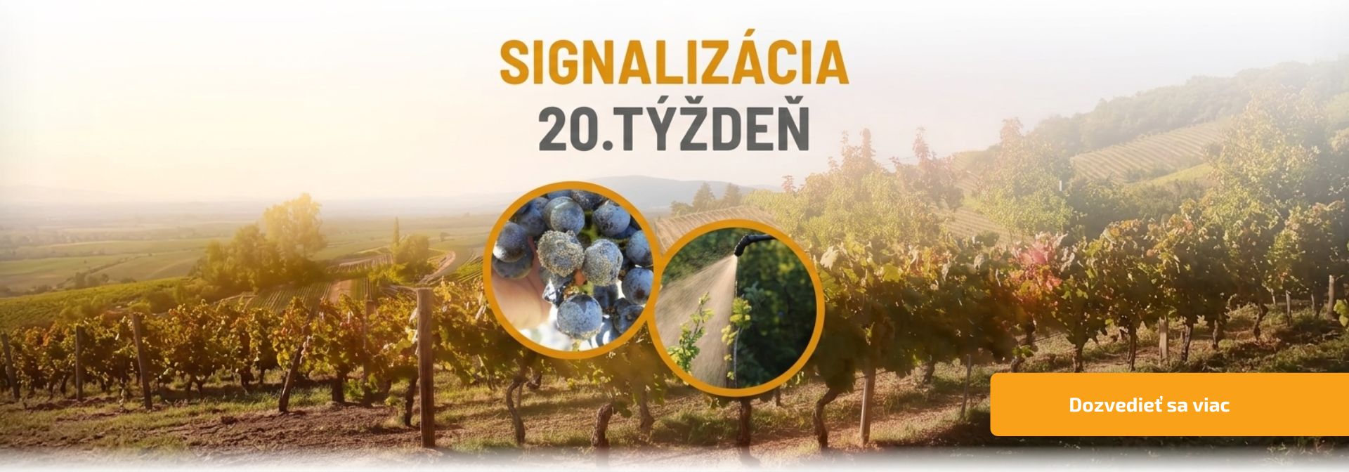 Signalizácia