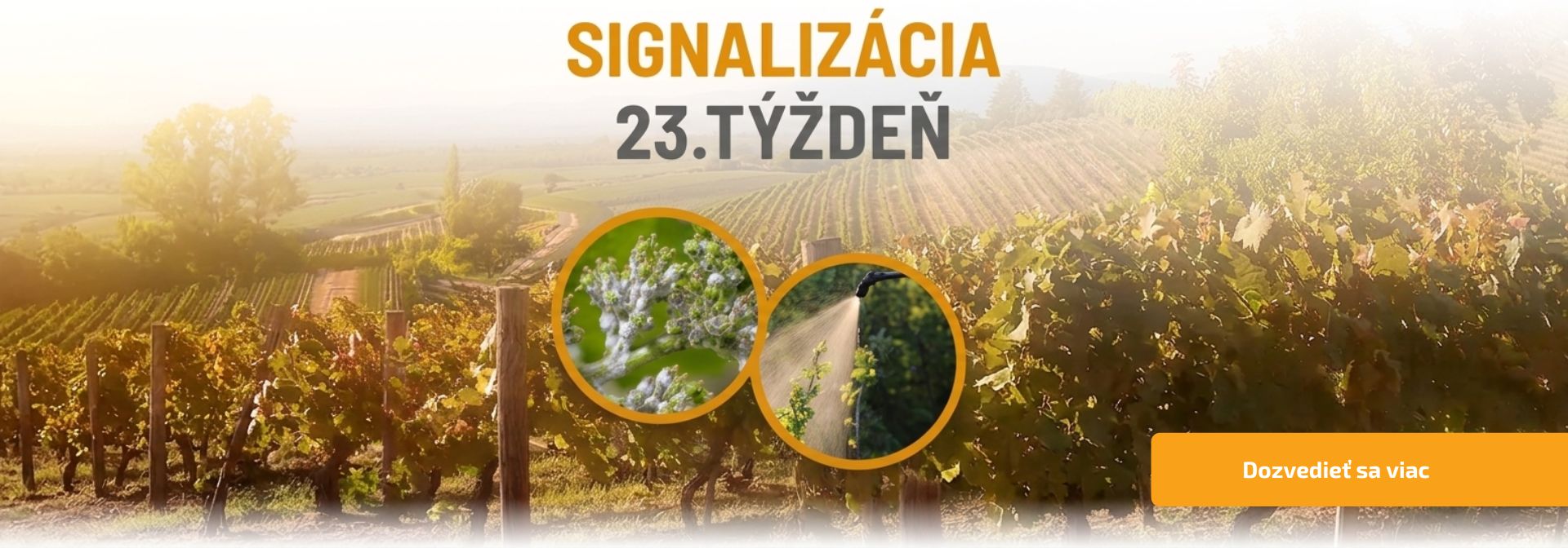 Signalizácia