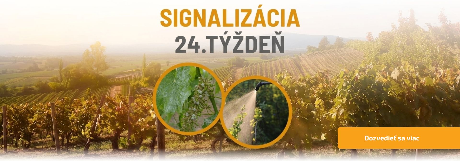 Signalizácia