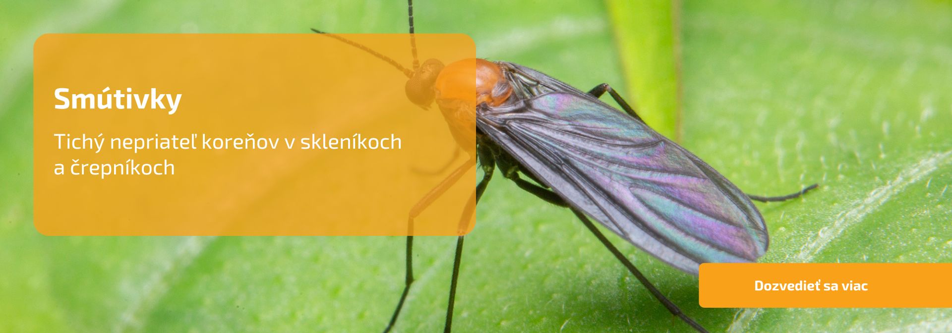 🪰 Smútivky – tichý nepriateľ koreňov v skleníkoch a črepníkoch