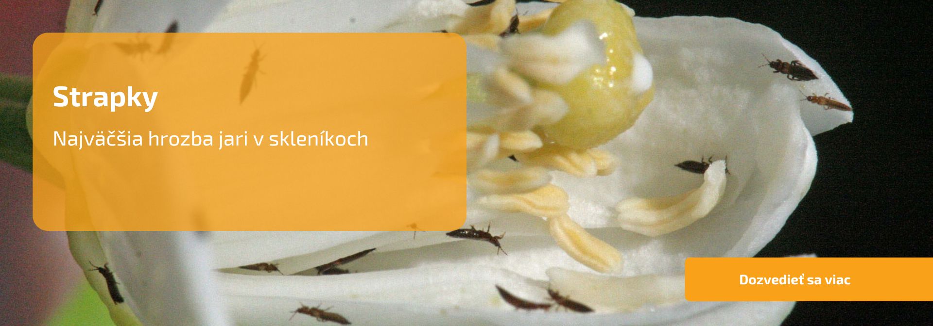Strapky-najväčšia hrozba jari v skleníkoch