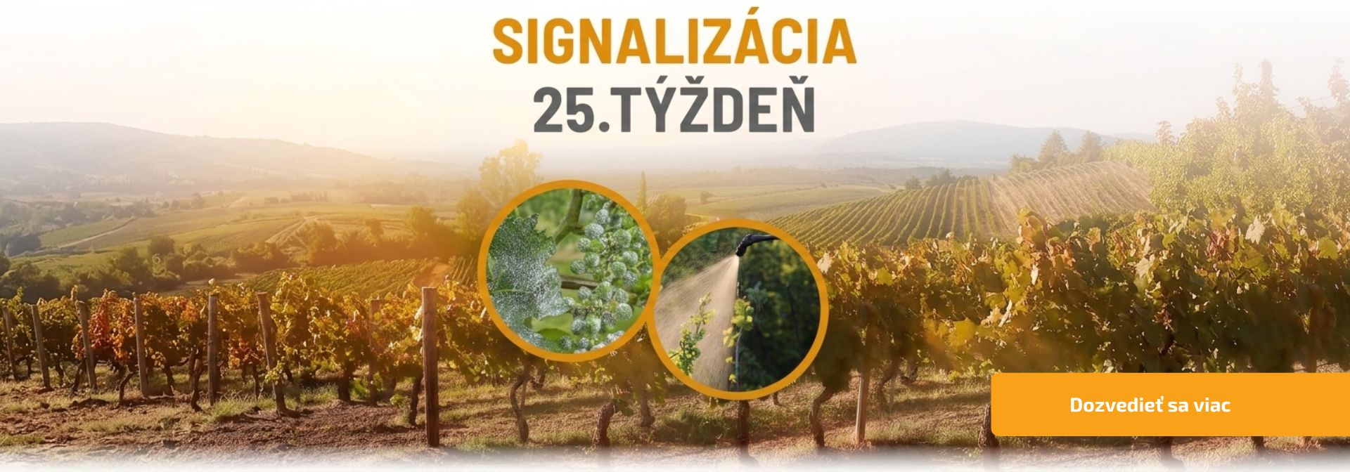 Signalizácia