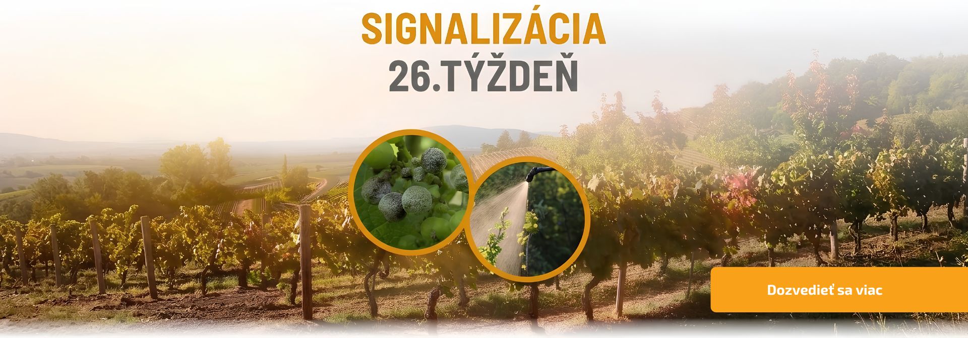 Signalizácia