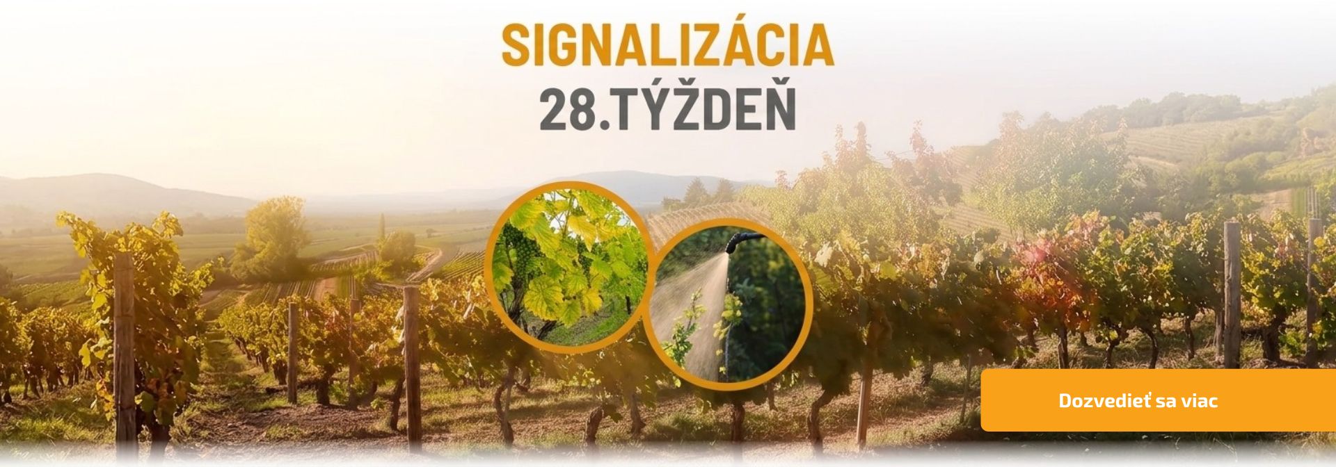 Signalizácia