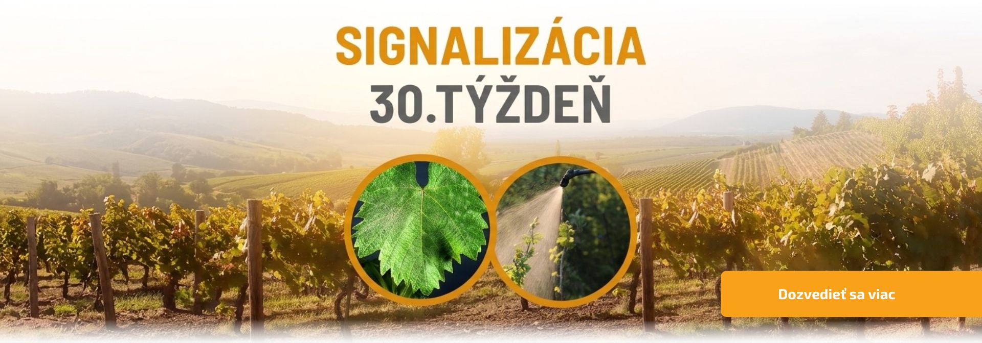 Signalizácia