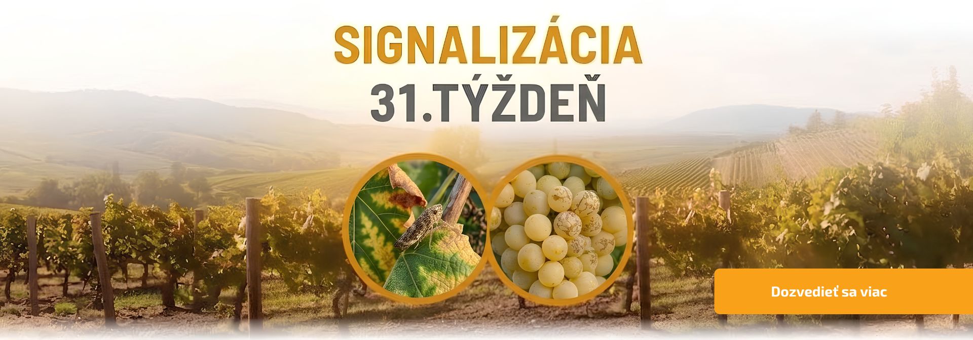 Signalizácia