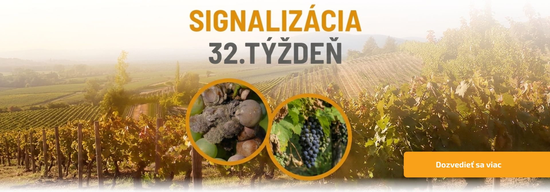 Signalizácia