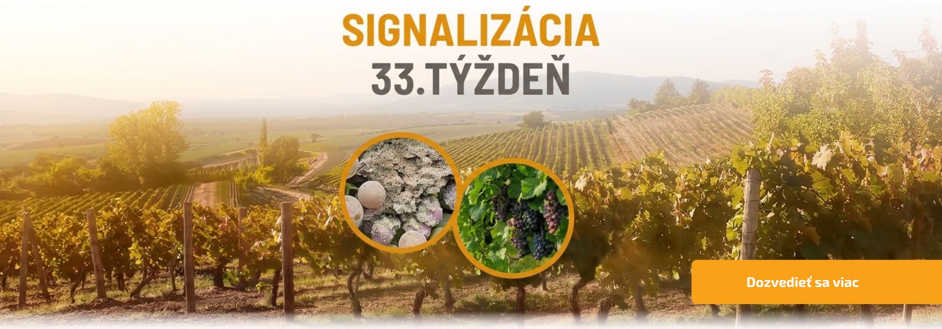 Signalizácia