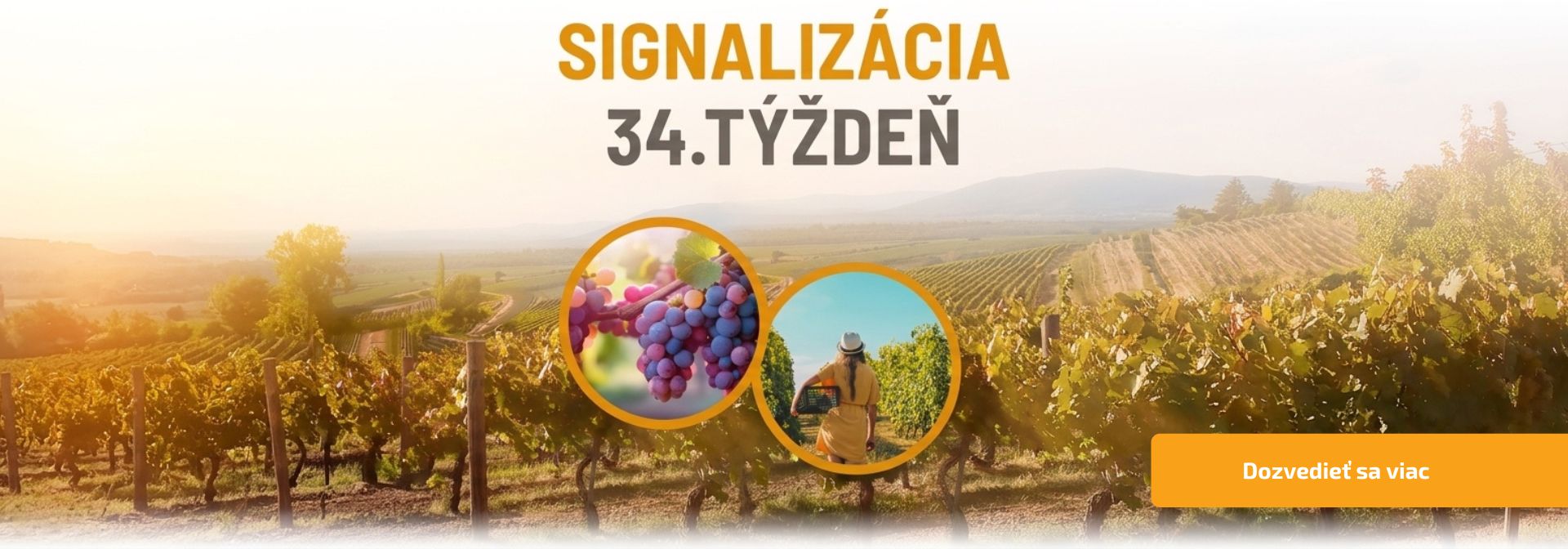Signalizácia