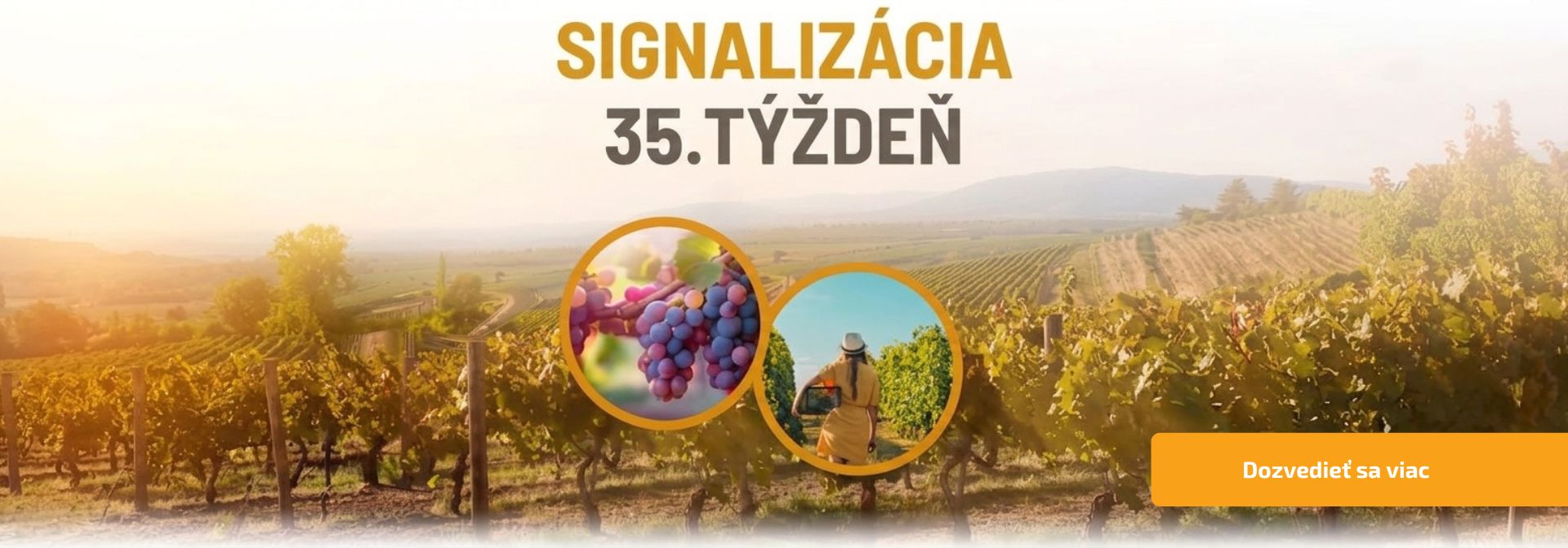 Signalizácia