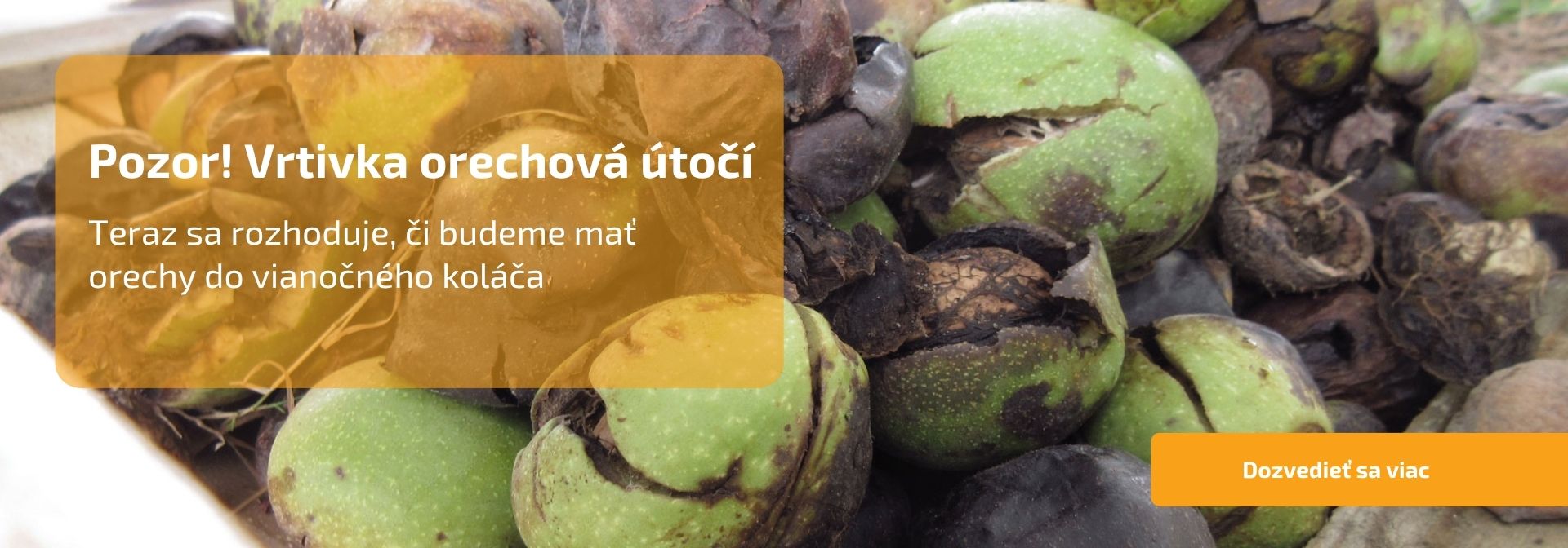 Pozor! Vrtivka orechová útočí: Teraz sa rozhoduje, či budeme mať