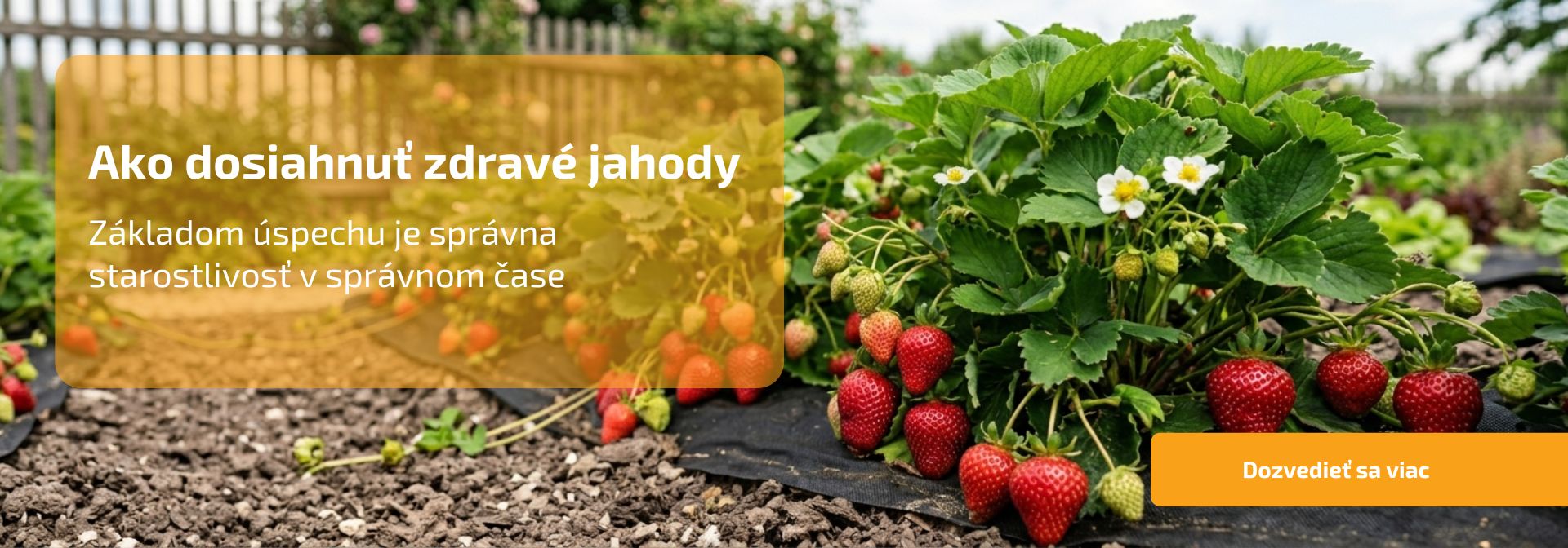 Ako dosiahnuť zdravé jahody