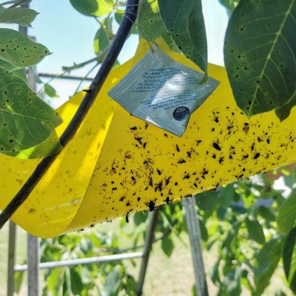 Feromónové lapače a odparníky (Škodcovia Feromón proti Vrtivke čerešňovej a orechovej(Rhagoletis cerasi,completa,cingulata))