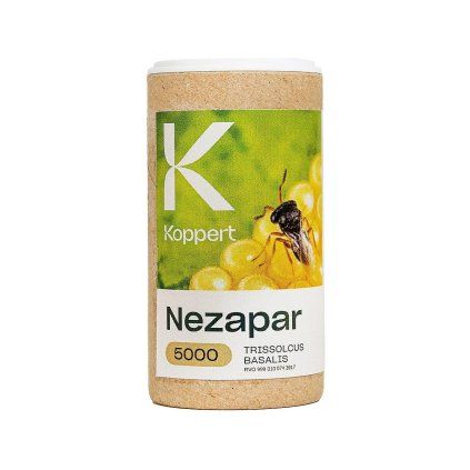 Nezapar (Trissolcus basalis)