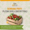 ochrana proti plesni sivej