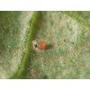 Spical-Plus - Neoseiulus californicus