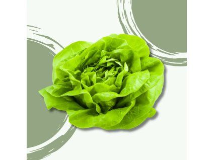 32397 ledovy salat bio 1 ks