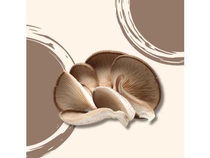 Hlíva ústřičná BIO 1 kg  BIO VEGAN