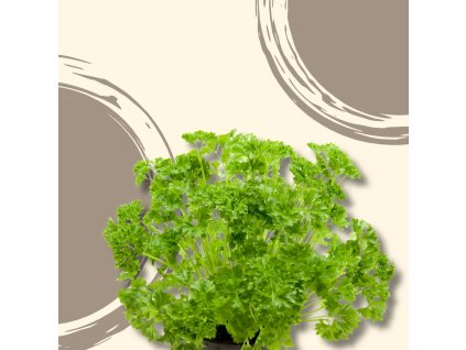 Petrželka kudrnka v květináčku 1 ks  BIO VEGAN