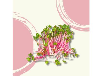 38355 naklicena redkvicka bio vanicka 100g