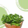 37599 potocnice rerisnice bio v kvetinaci 1ks