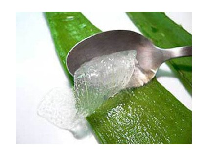 aloe