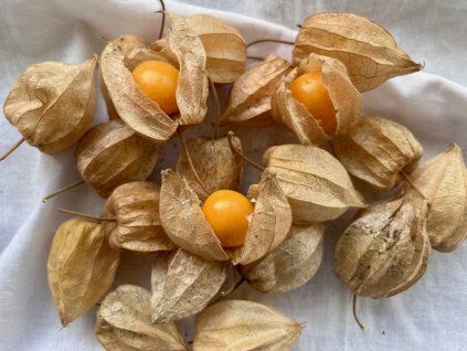 machovka peruanska physalis