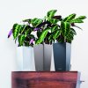 A TRD SQ22 3 w mus anth Calathea