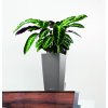 A TRD SQ22 mus Calathea