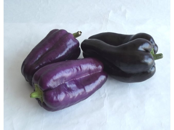 BIO paprika fialová