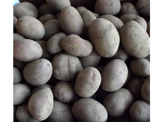 Bio brambory červené