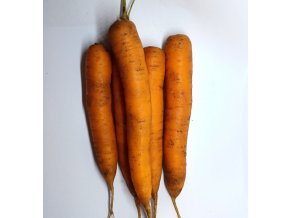 BIO karotka nepraná