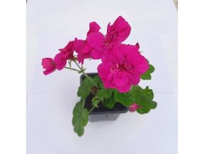 Pelargonie plnokvětá pelt. AMY