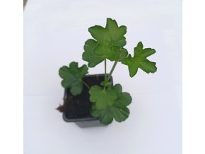 Pelargonie převislá VILLE DE PARIS  červená