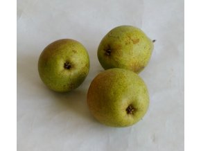 bohemica