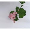 Pelargonie plnokvětá pelt. MEXICANERIN