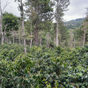 Májova edice Honduras Fabio od BirdSong Coffee