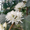 Promývací stanice - The Coffee gardens