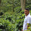 Sugarcane decaf od BirdSong Coffee