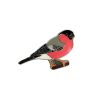 hýl obecný